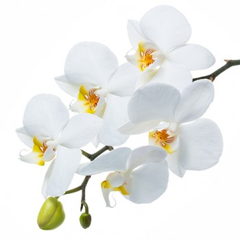 Стол обеденный Танго белый/Орхидея в Славгороде - slavgorod.mebel54.com | фото